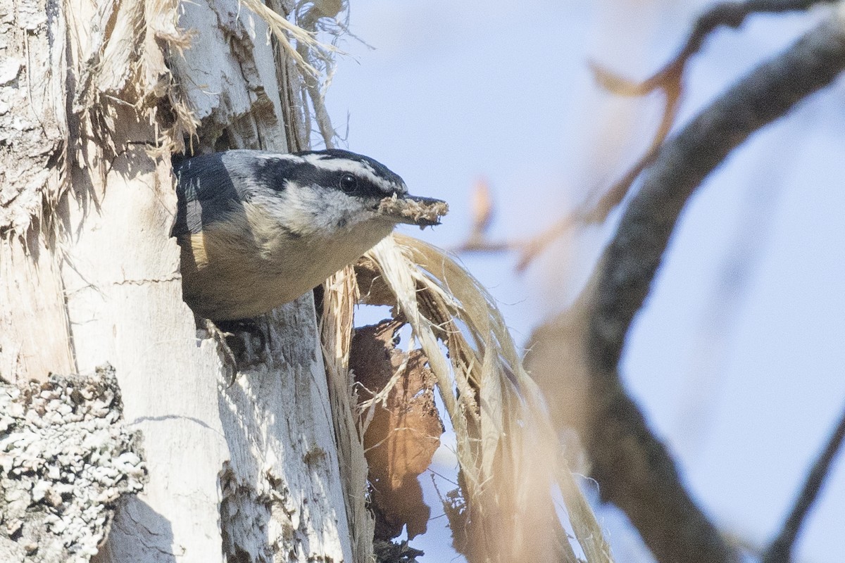 Red-breasted Nuthatch - ML207840761