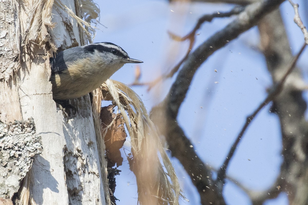 Red-breasted Nuthatch - ML207840771