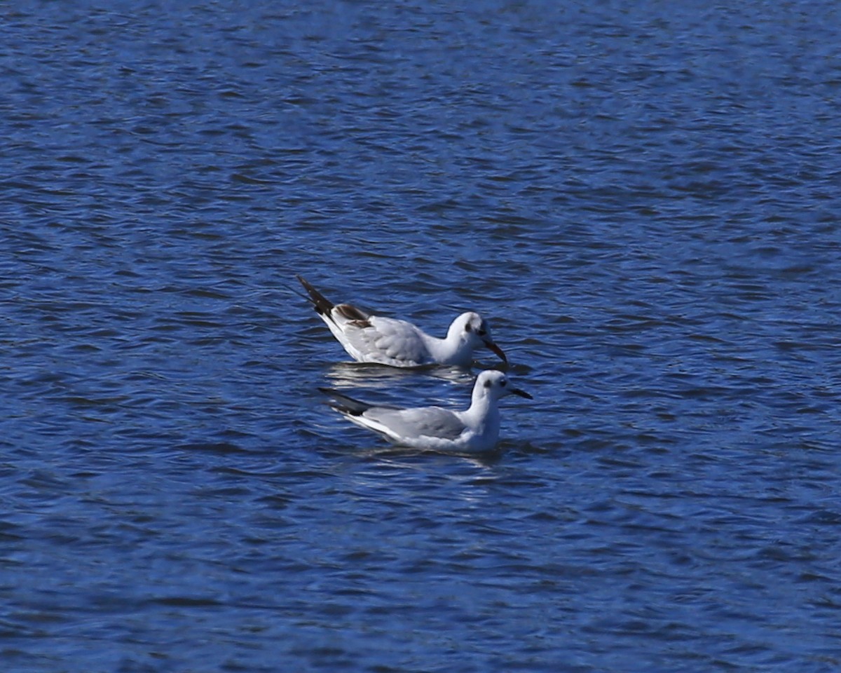 Black-headed Gull - ML207841271