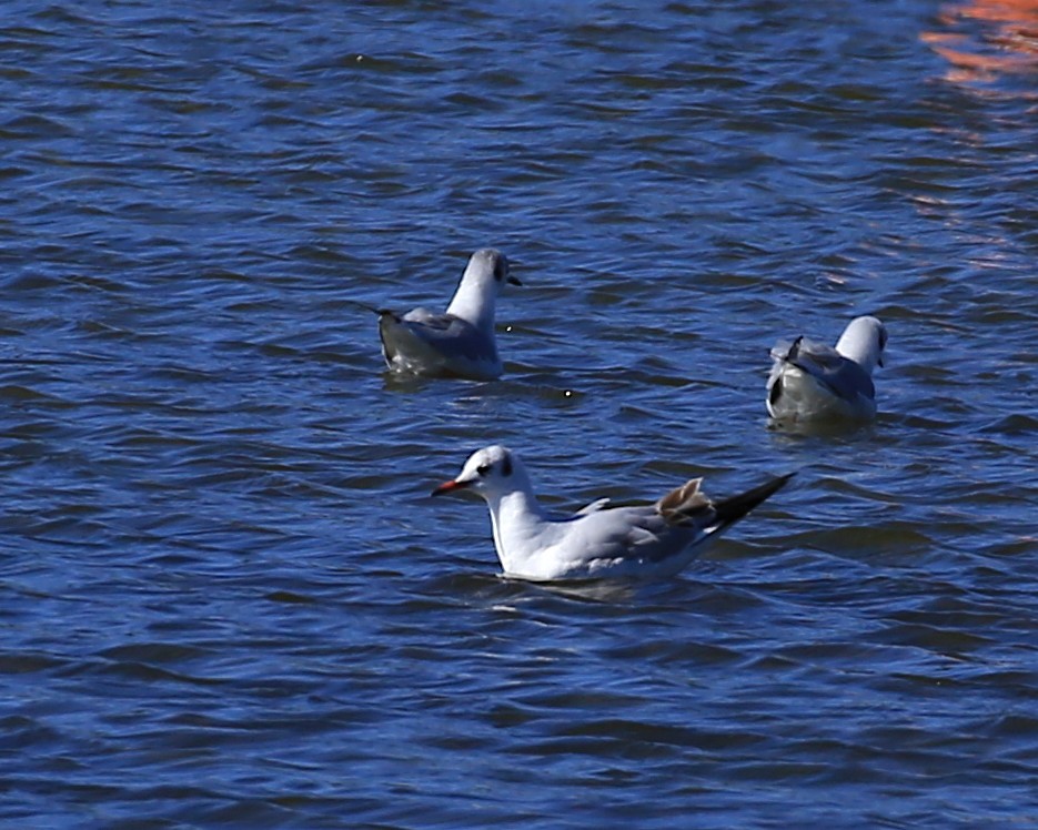 Black-headed Gull - ML207841311
