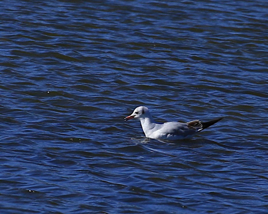 Black-headed Gull - ML207841341