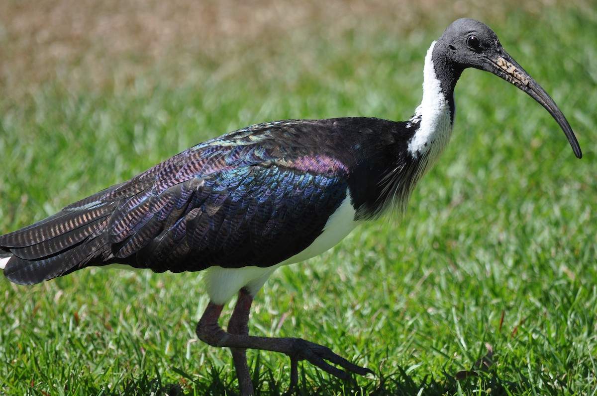 Straw-necked Ibis - Alison Daly