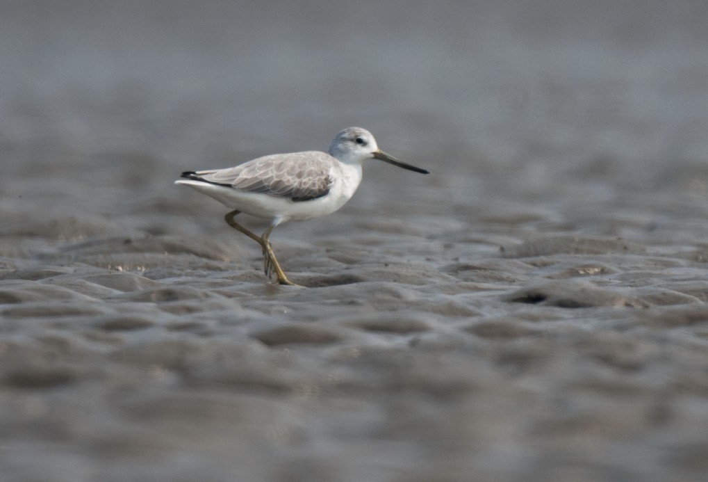 Nordmann's Greenshank - ML20784171