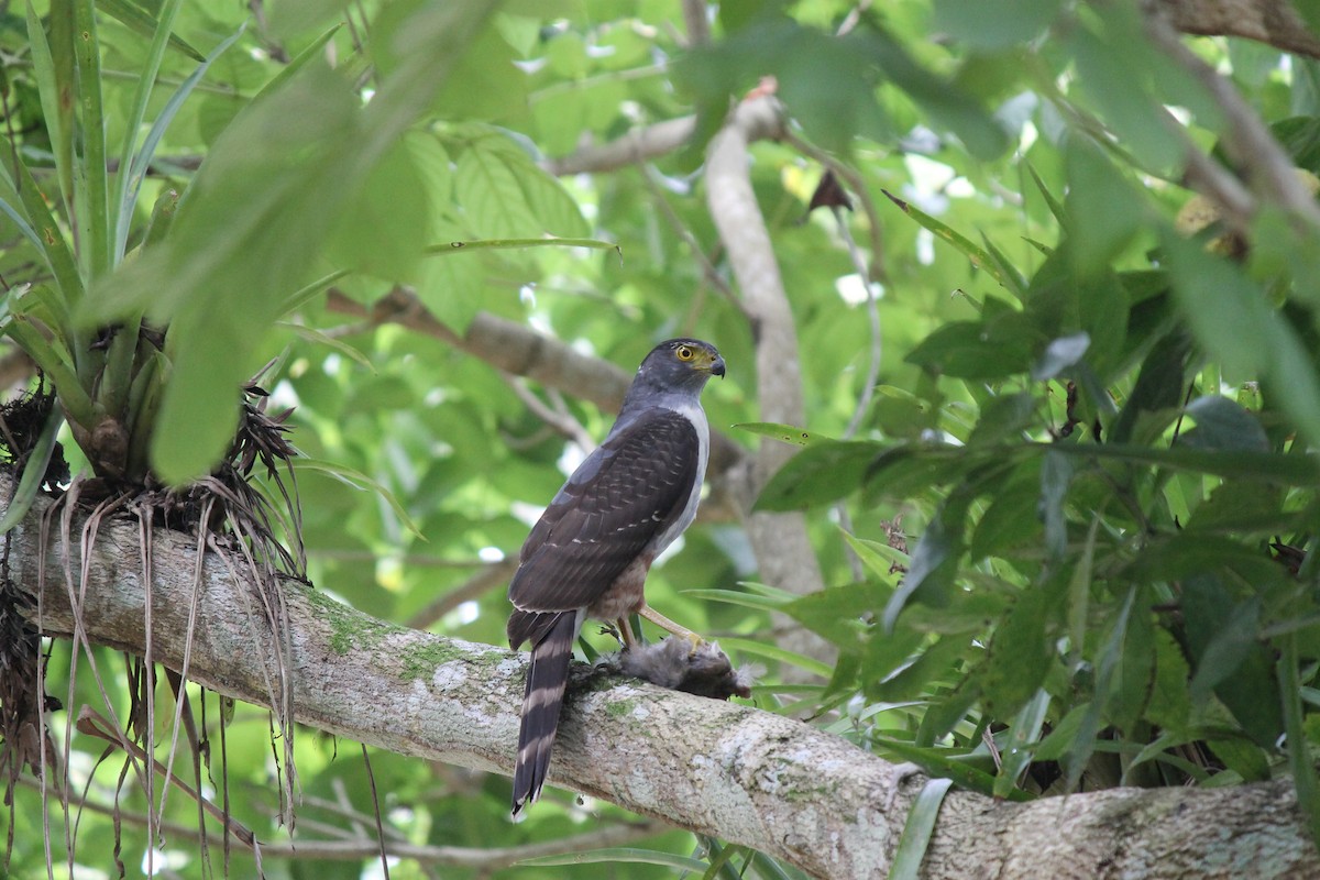 Bicolored Hawk (Bicolored) - Corrie Winter