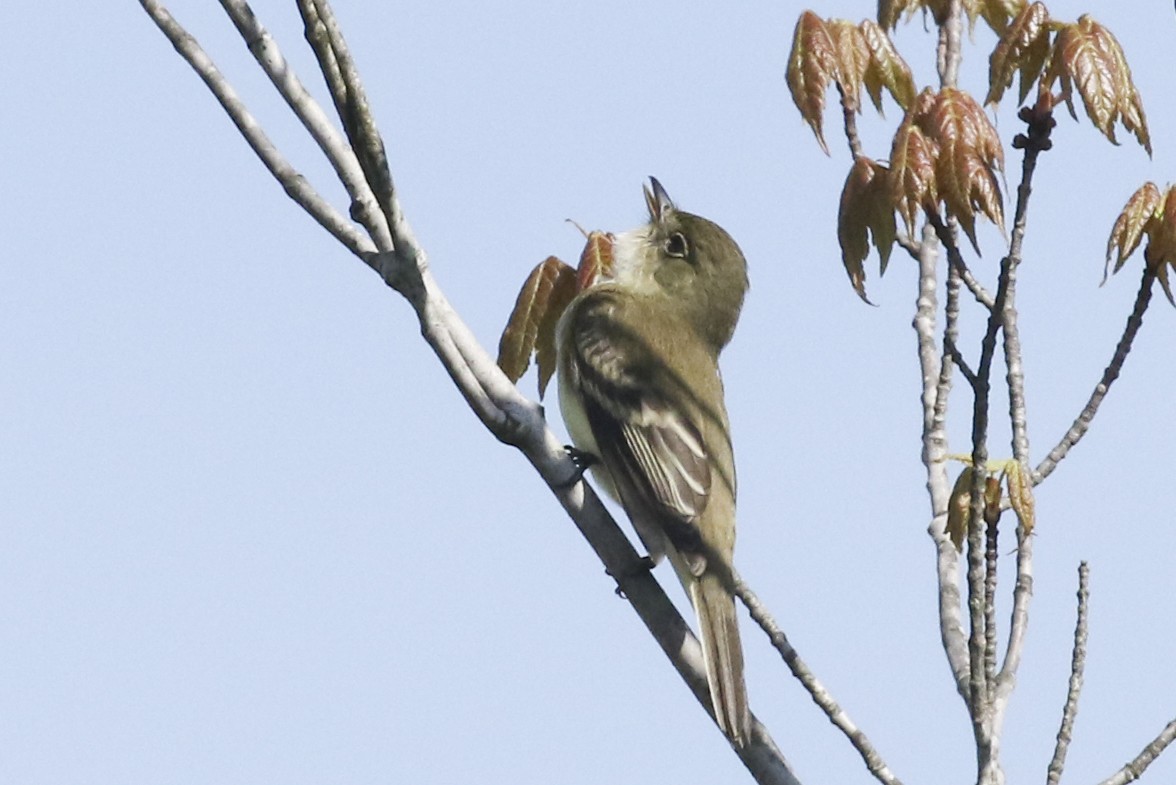 Alder Flycatcher - ML207843151