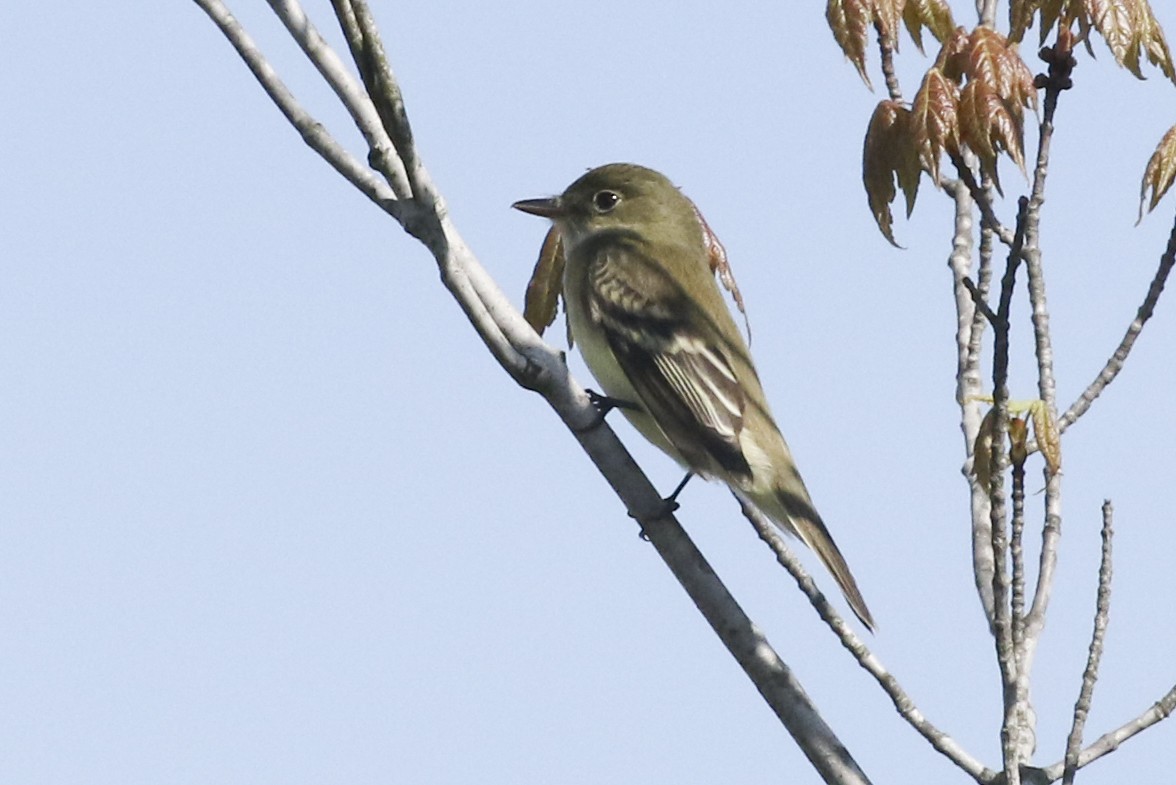 Alder Flycatcher - ML207843161