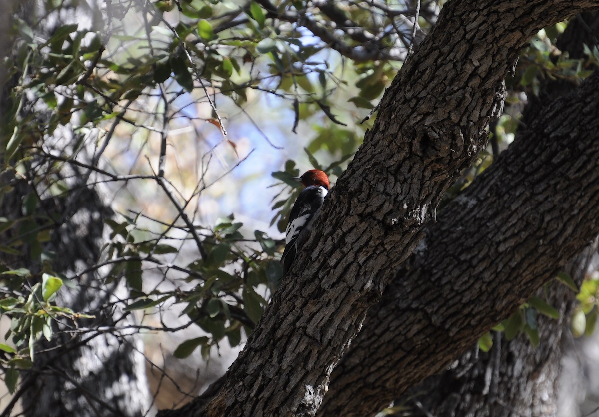 Red-headed Woodpecker - ML207845181