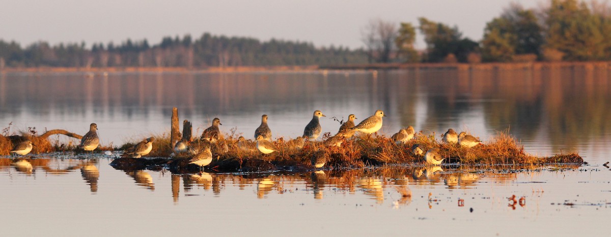 Dunlin - ML20784591