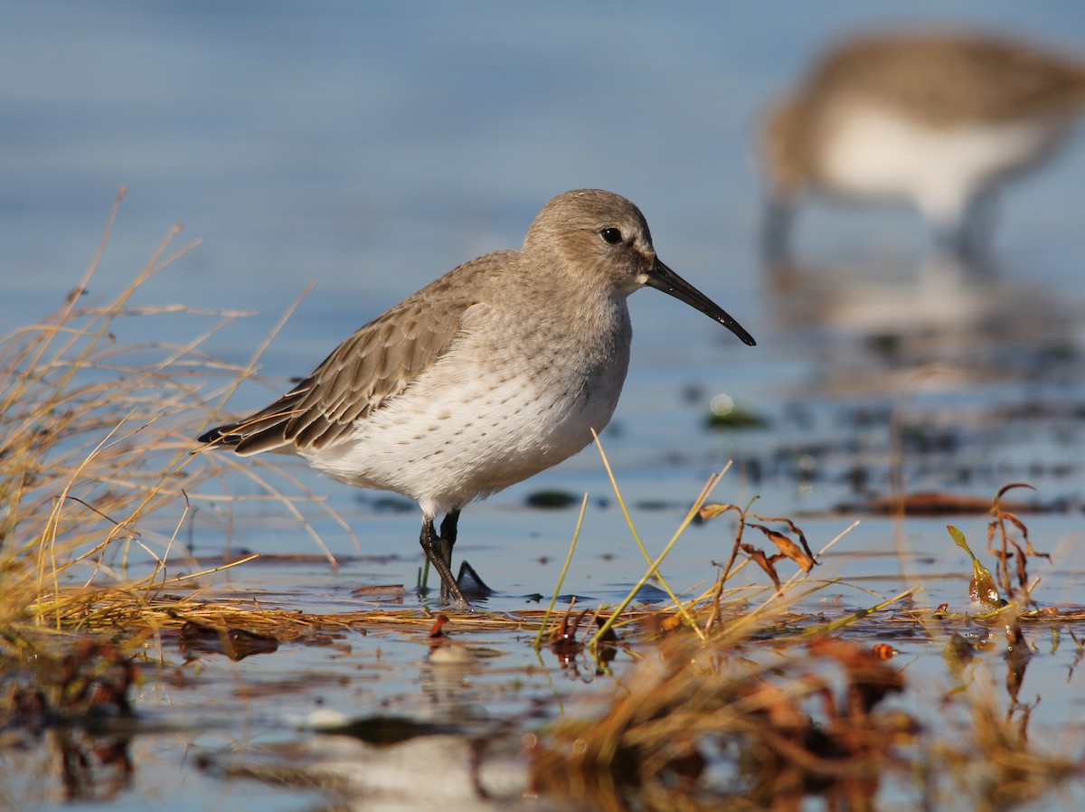 Dunlin - ML20784601