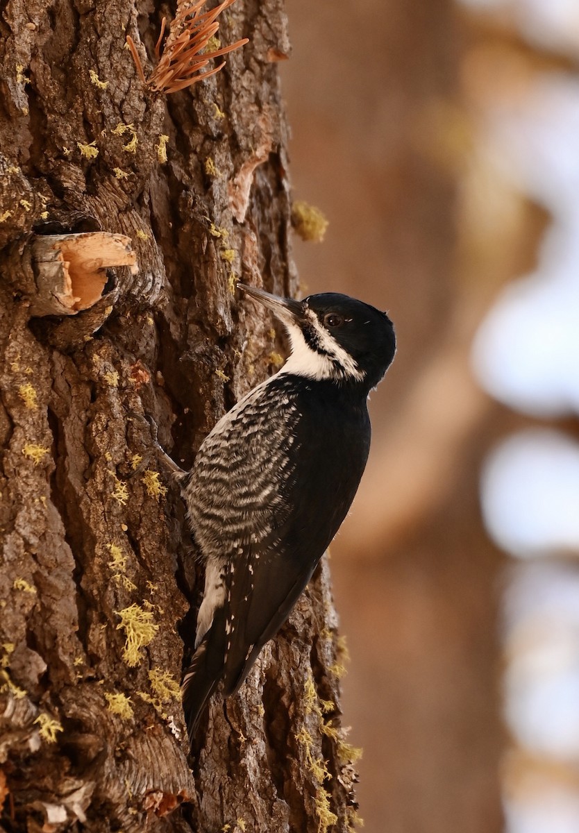 Black-backed Woodpecker - Ryan Bauer