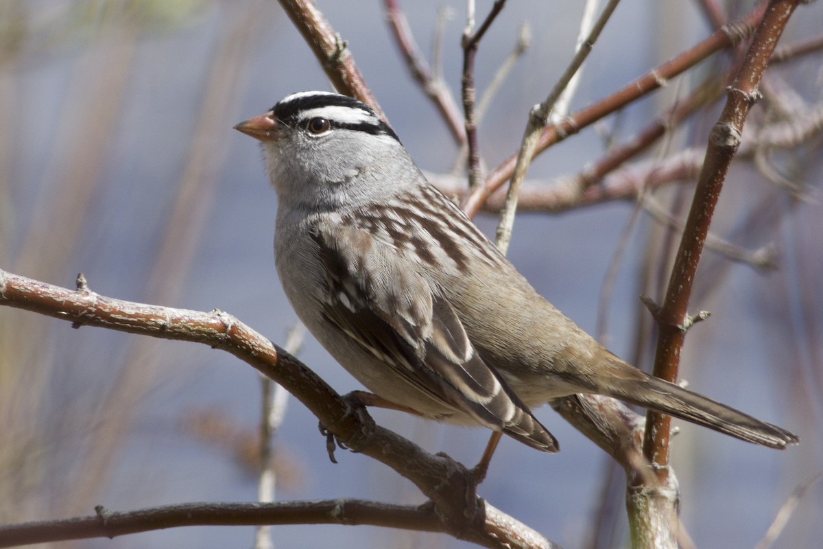 White-crowned Sparrow - ML207847221