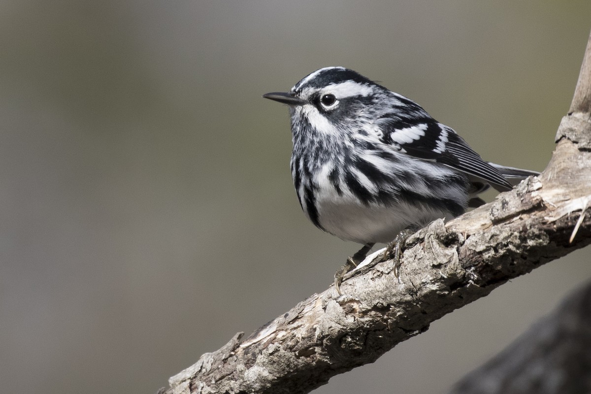 Black-and-white Warbler - Greg Bodker