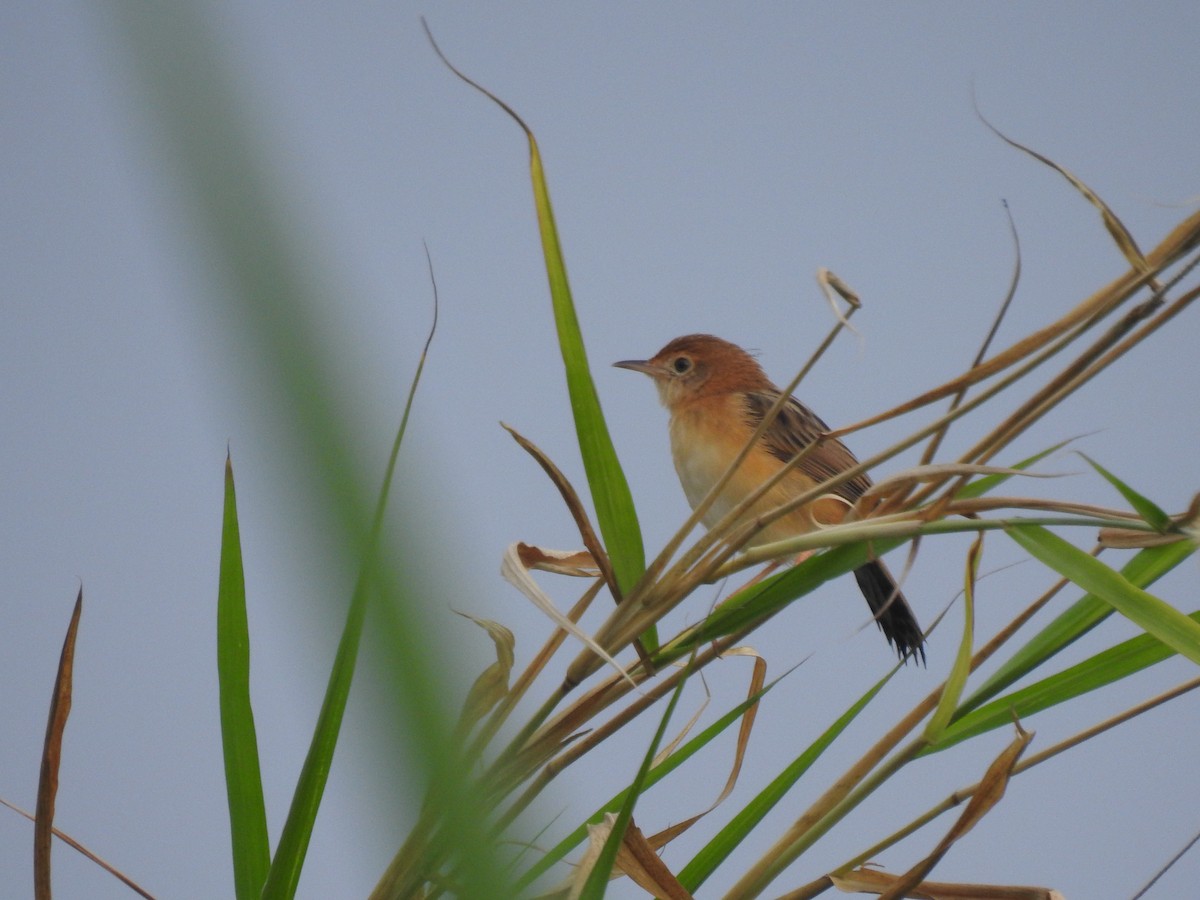 Golden-headed Cisticola - ML207849491