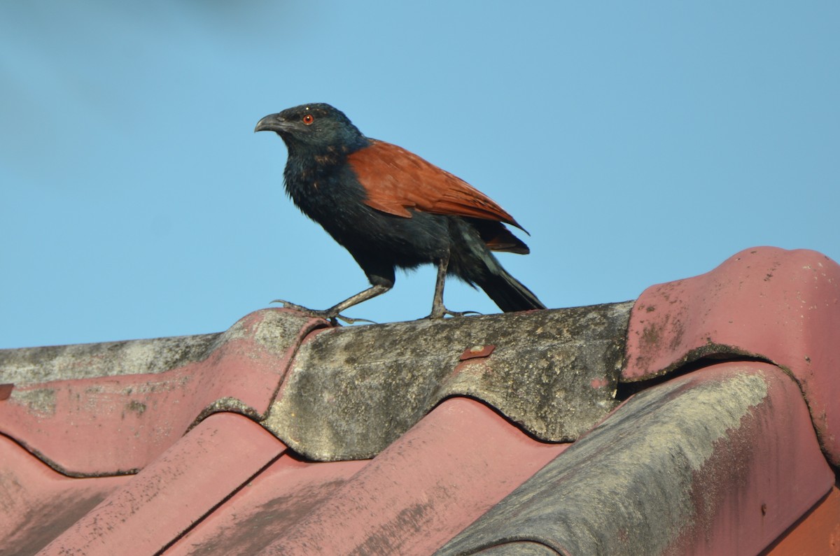 Greater Coucal - ML207852771