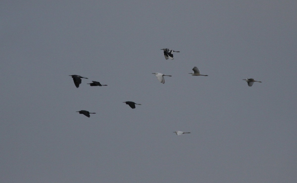 Little Blue Heron - Tim Schreckengost