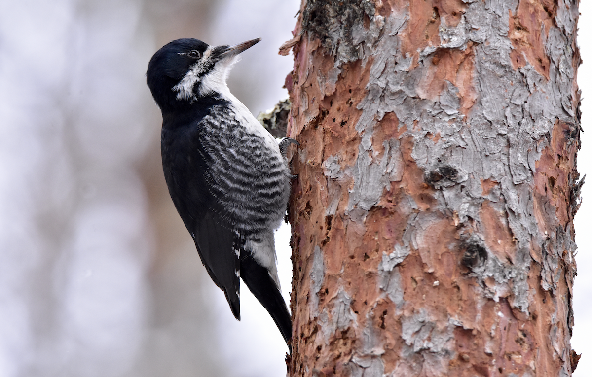 Black-backed Woodpecker - ML207854031