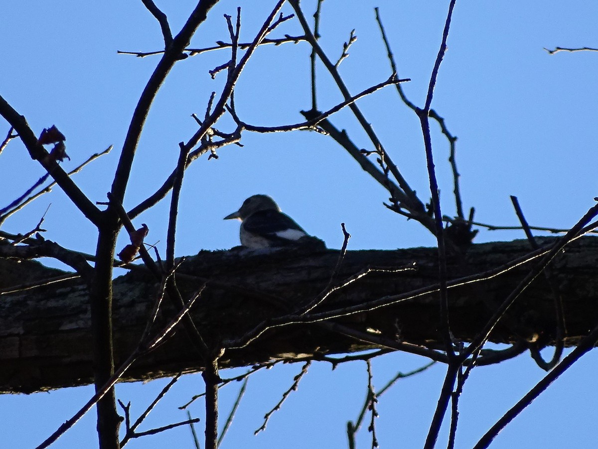 Red-headed Woodpecker - ML20785691