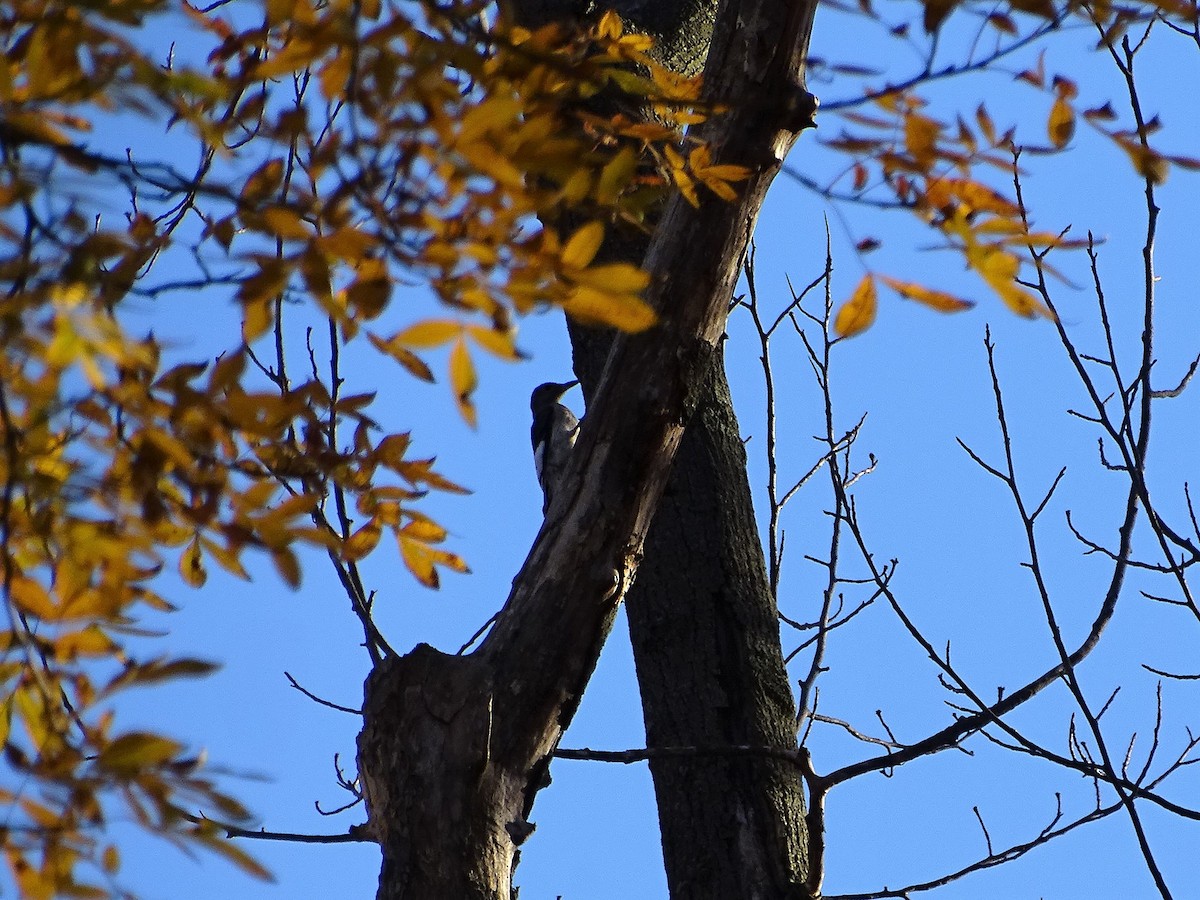 Red-headed Woodpecker - ML20785701