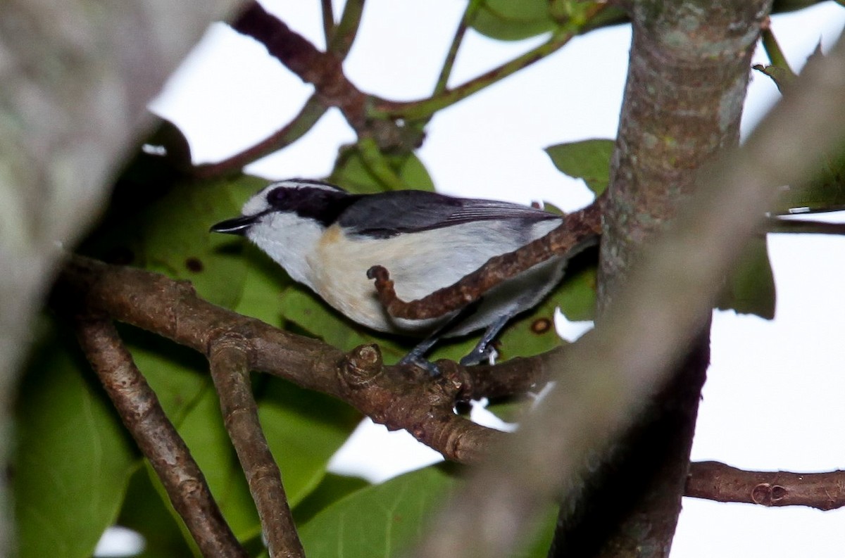 Gray-green Bushshrike - ML207857961