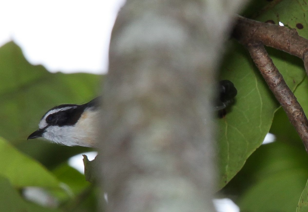 Gray-green Bushshrike - ML207857971