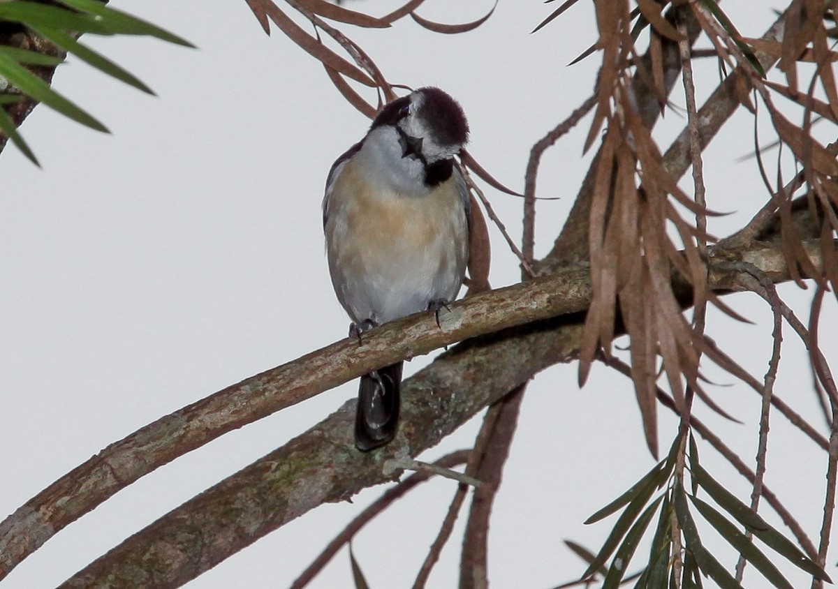 Gray-green Bushshrike - ML207857981