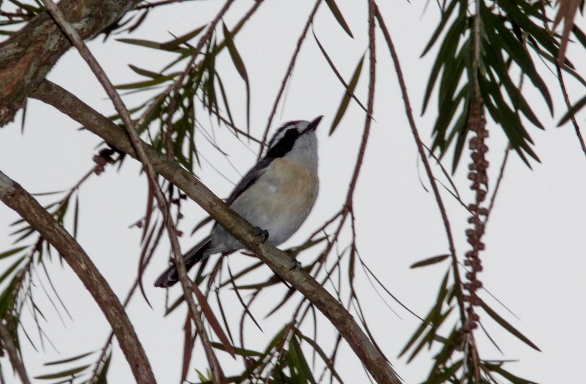 Gray-green Bushshrike - ML207857991