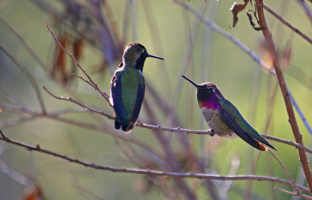 Anna's Hummingbird - Philip Carnehl