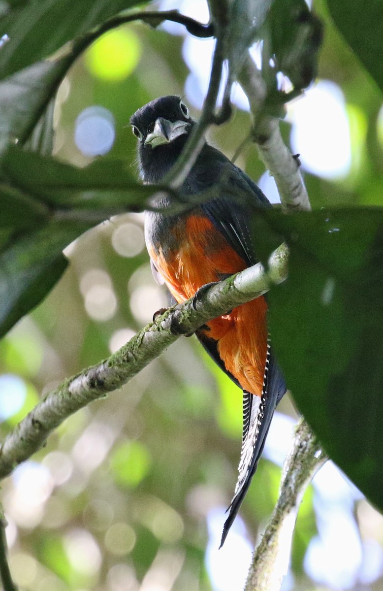 Baird's Trogon - Jeff Tingle