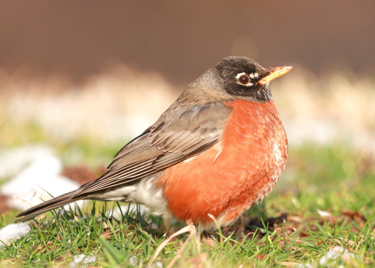 American Robin - Zebedee Muller