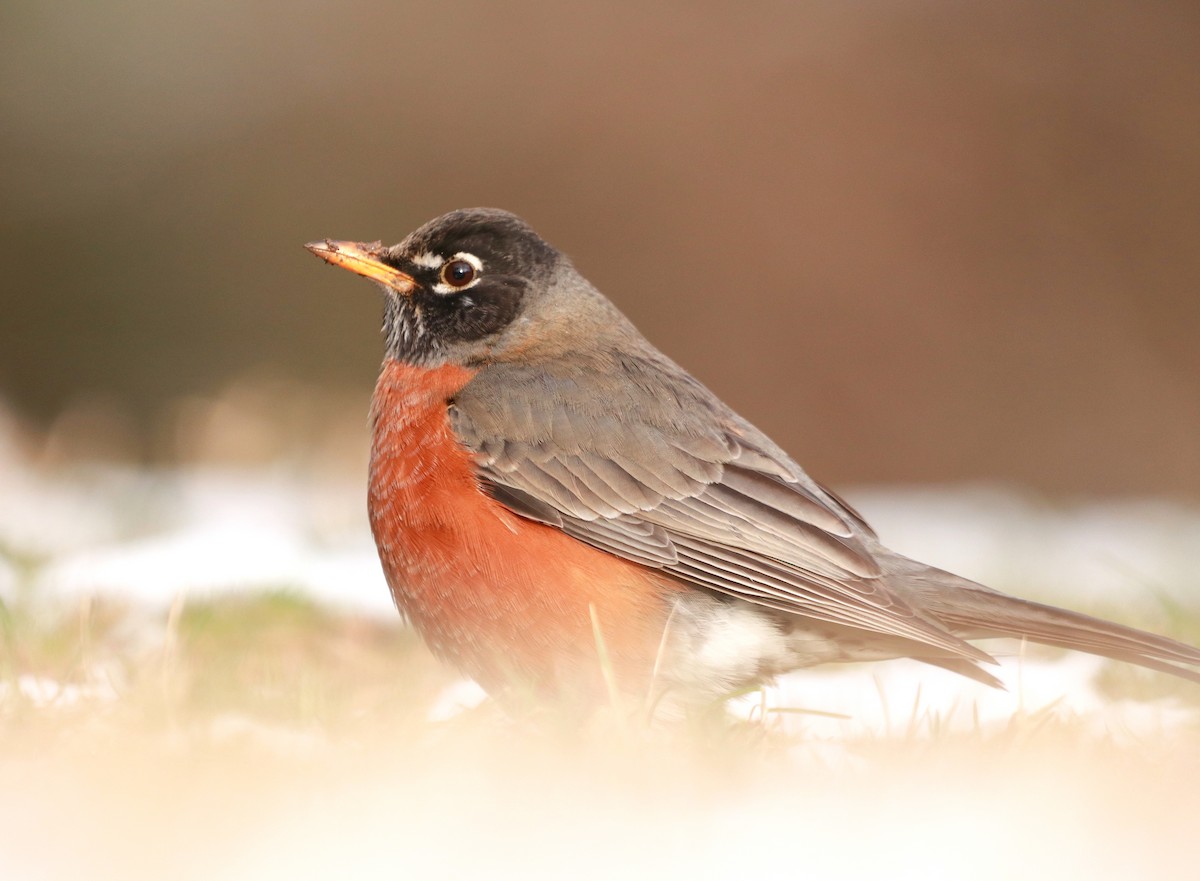 American Robin - Zebedee Muller