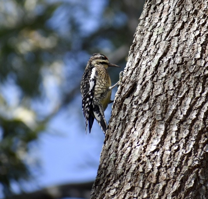 Yellow-bellied Sapsucker - Rhonada Cutts