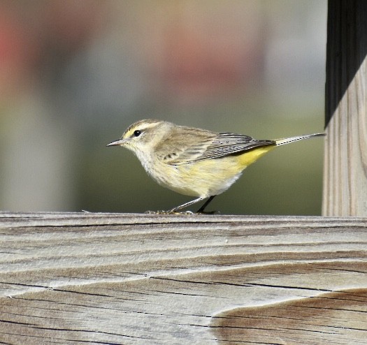 Palm Warbler - Rhonada Cutts