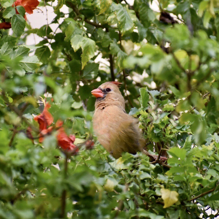 Northern Cardinal - Rhonada Cutts