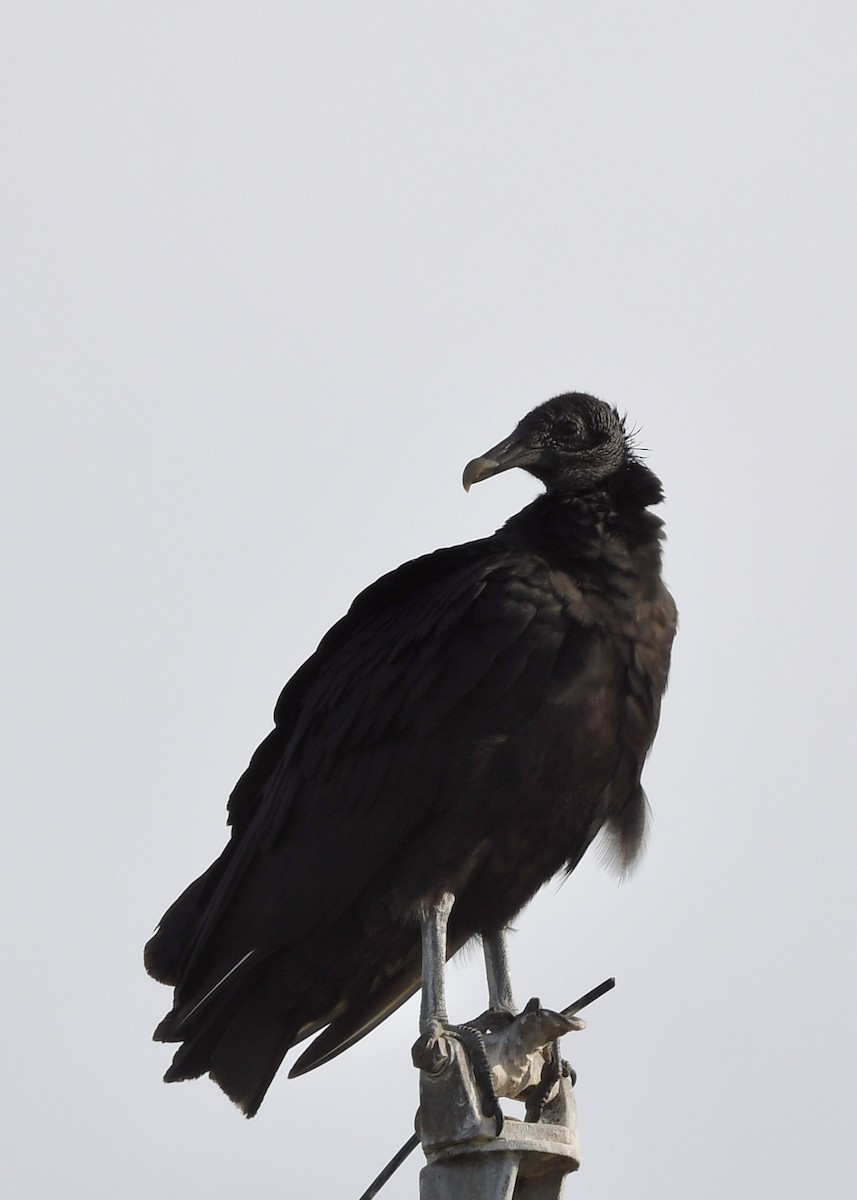 Black Vulture - ML207868671