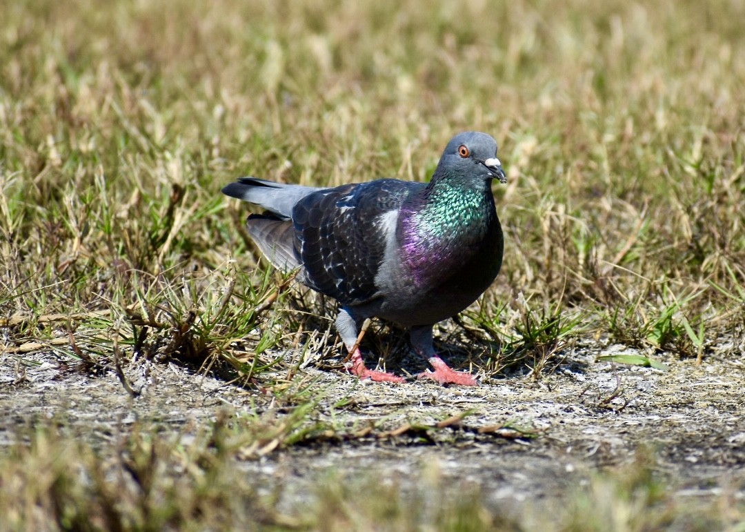 Rock Pigeon (Feral Pigeon) - ML207870041