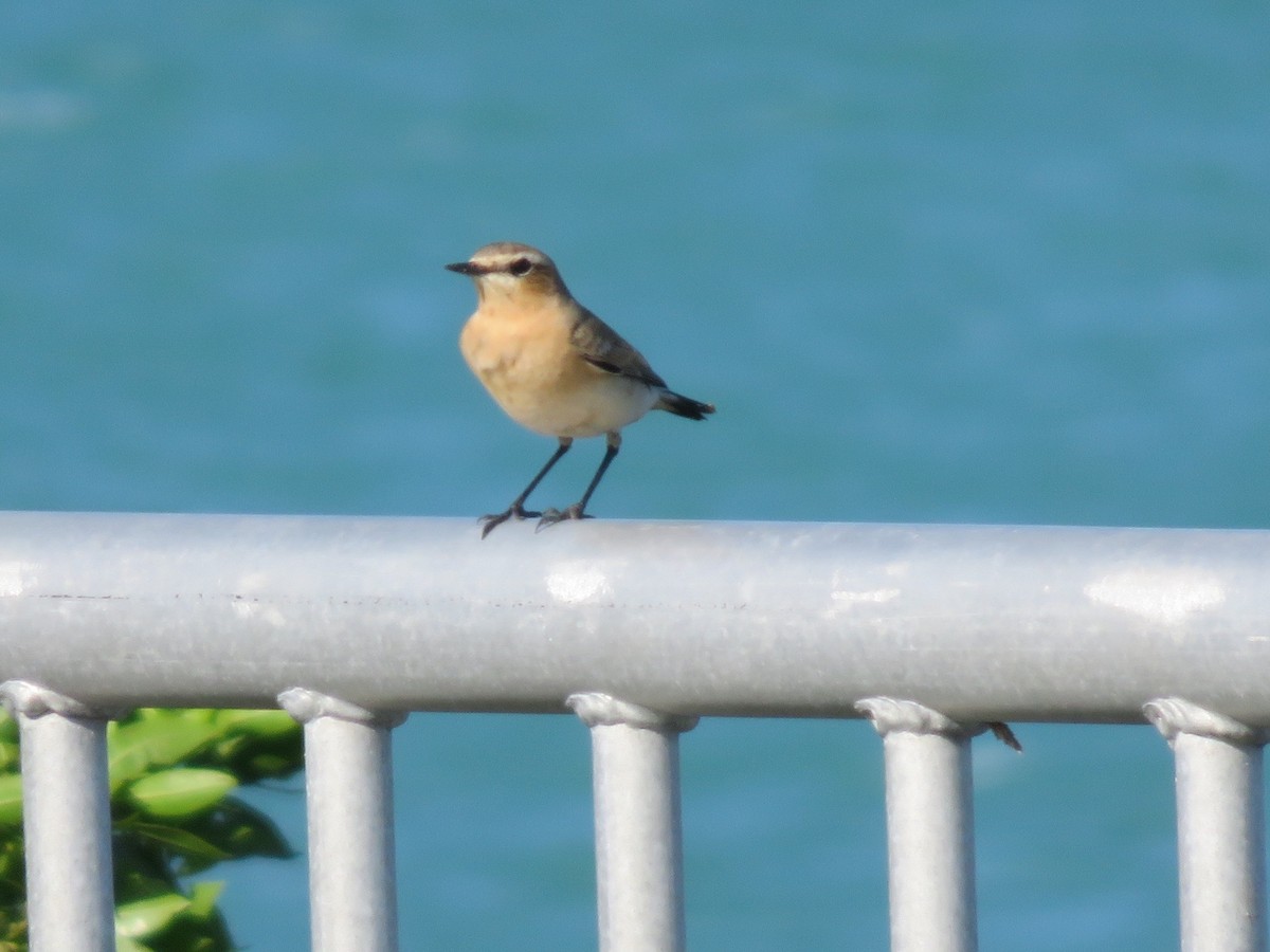 Northern Wheatear (Eurasian) - ML20787011