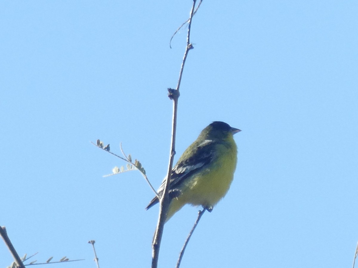 Lesser Goldfinch - ML207871291