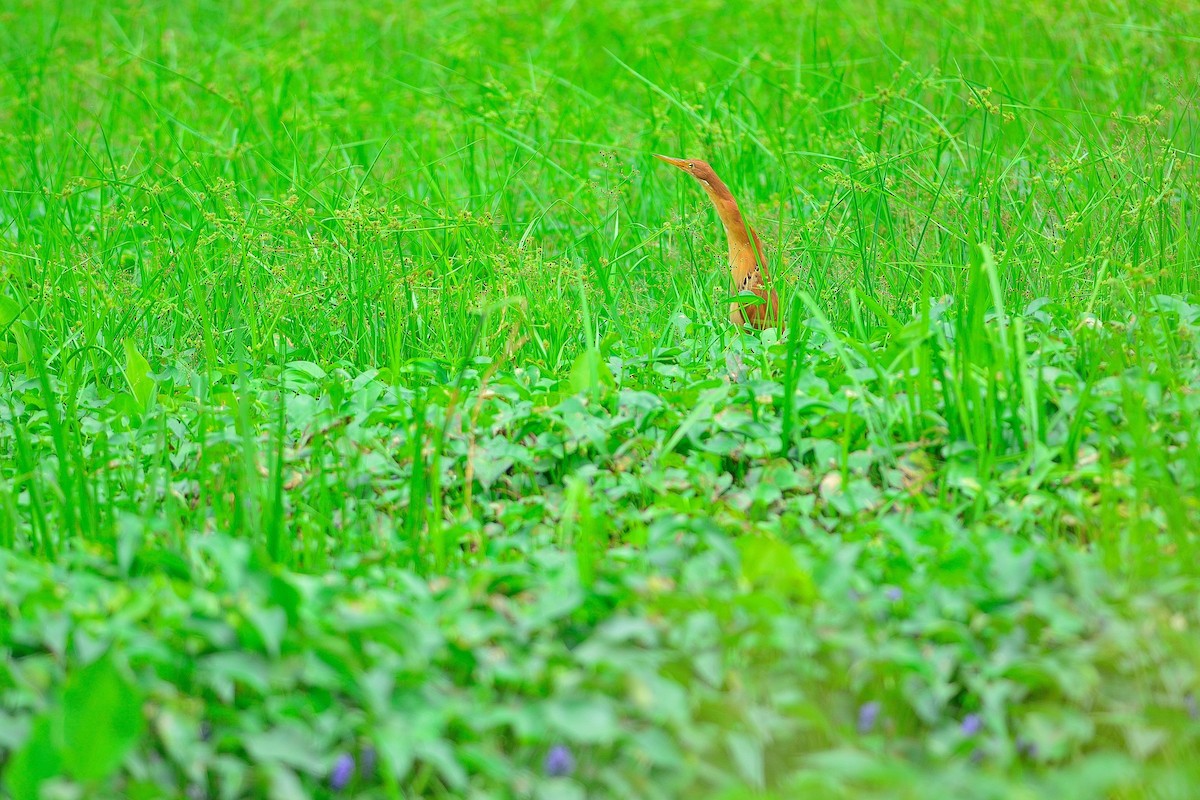 Cinnamon Bittern - ML207872681