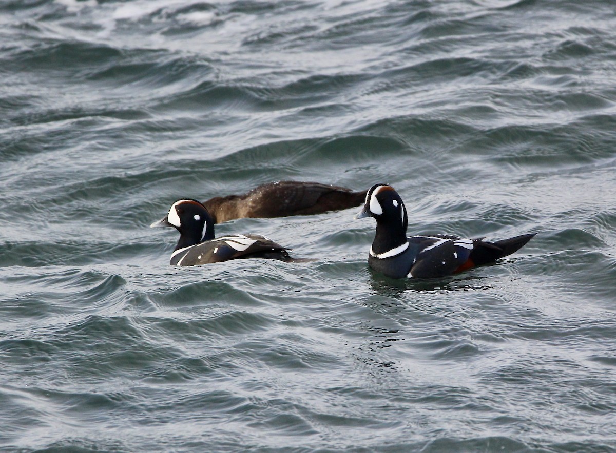 Harlequin Duck - ML207873201