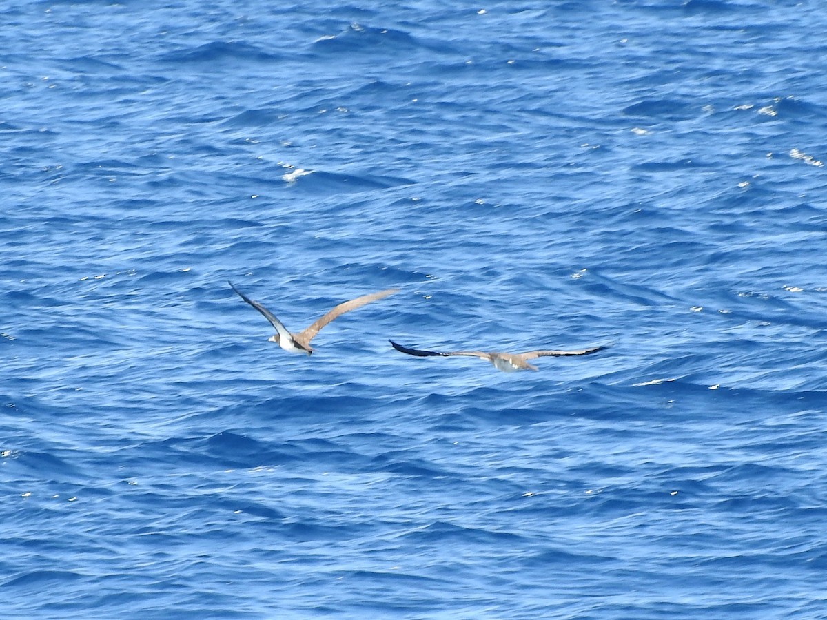 Brown Booby - ML207873381