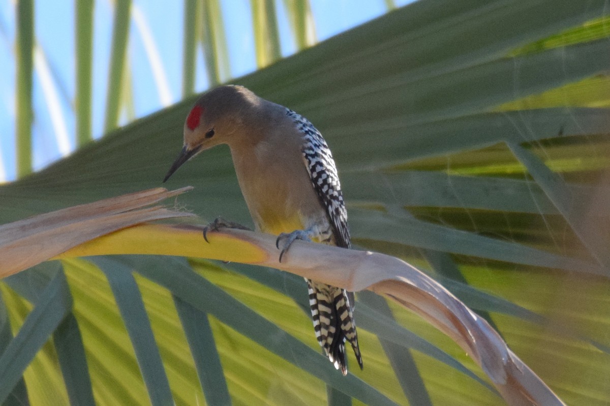 Gila Woodpecker - Naresh Satyan