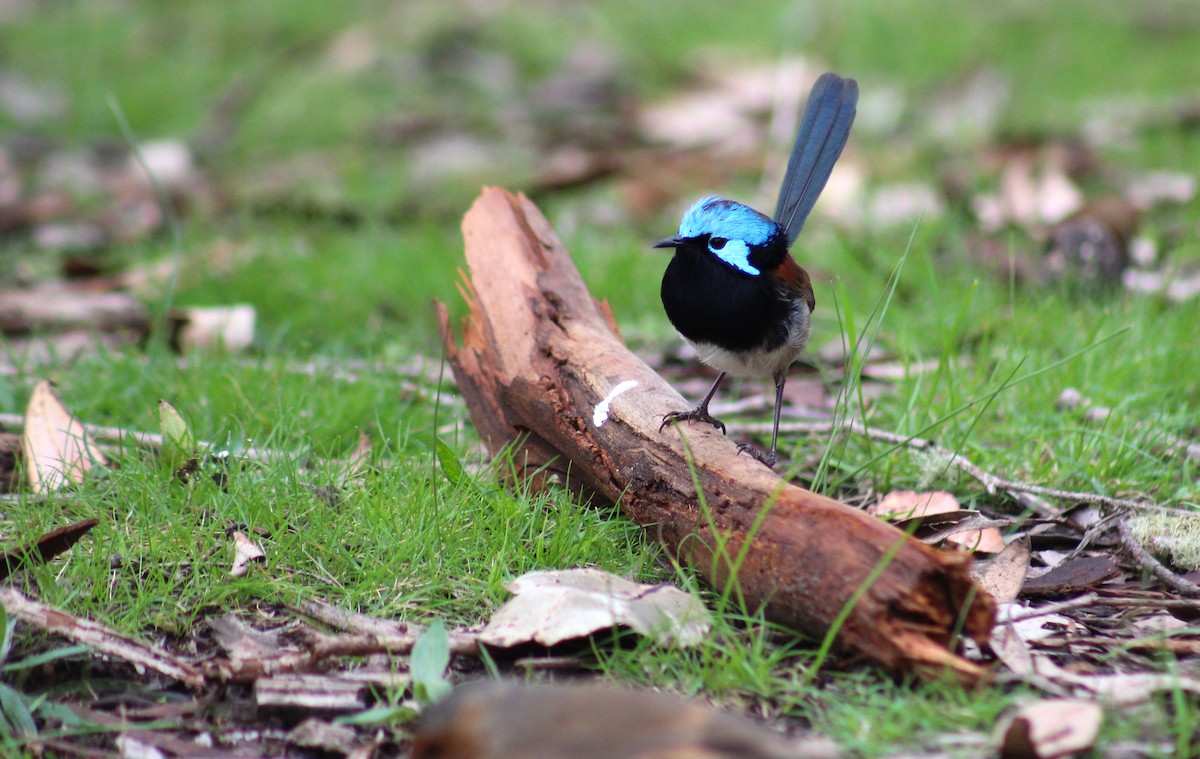 Red-winged Fairywren - Marie Chappell