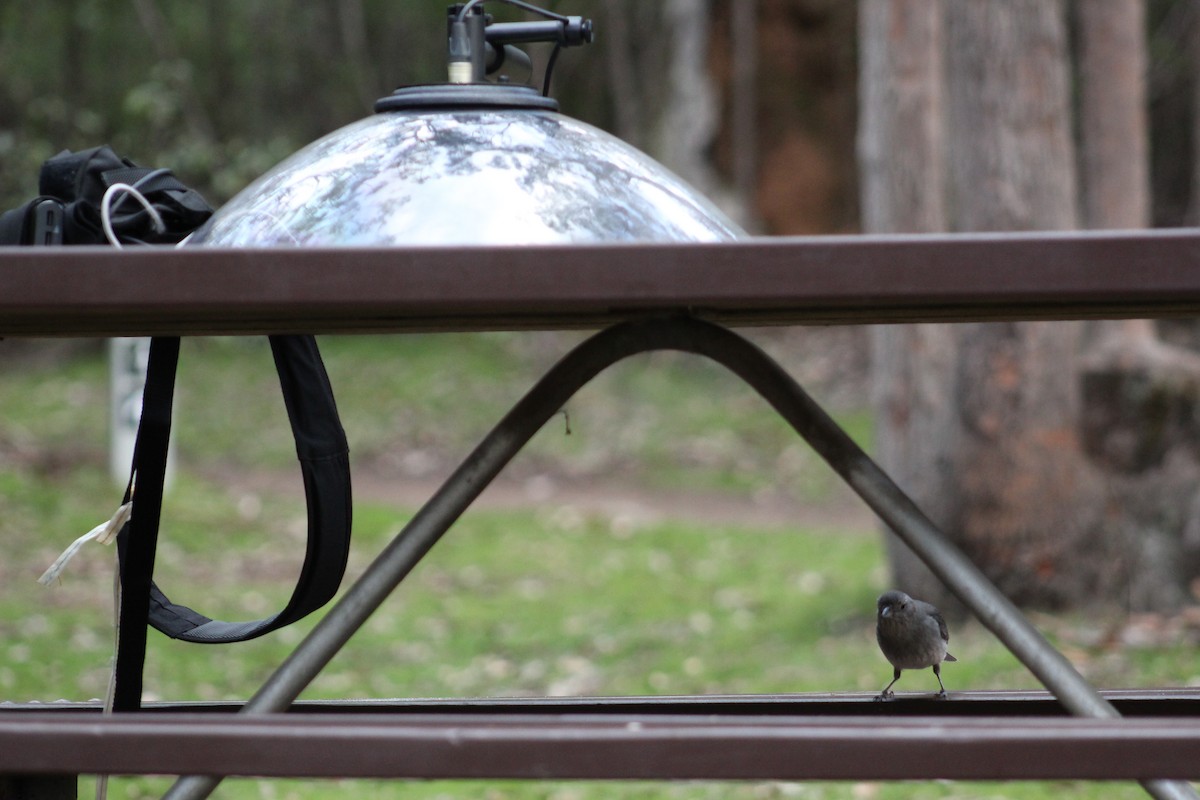 Gray Shrikethrush - Marie Chappell