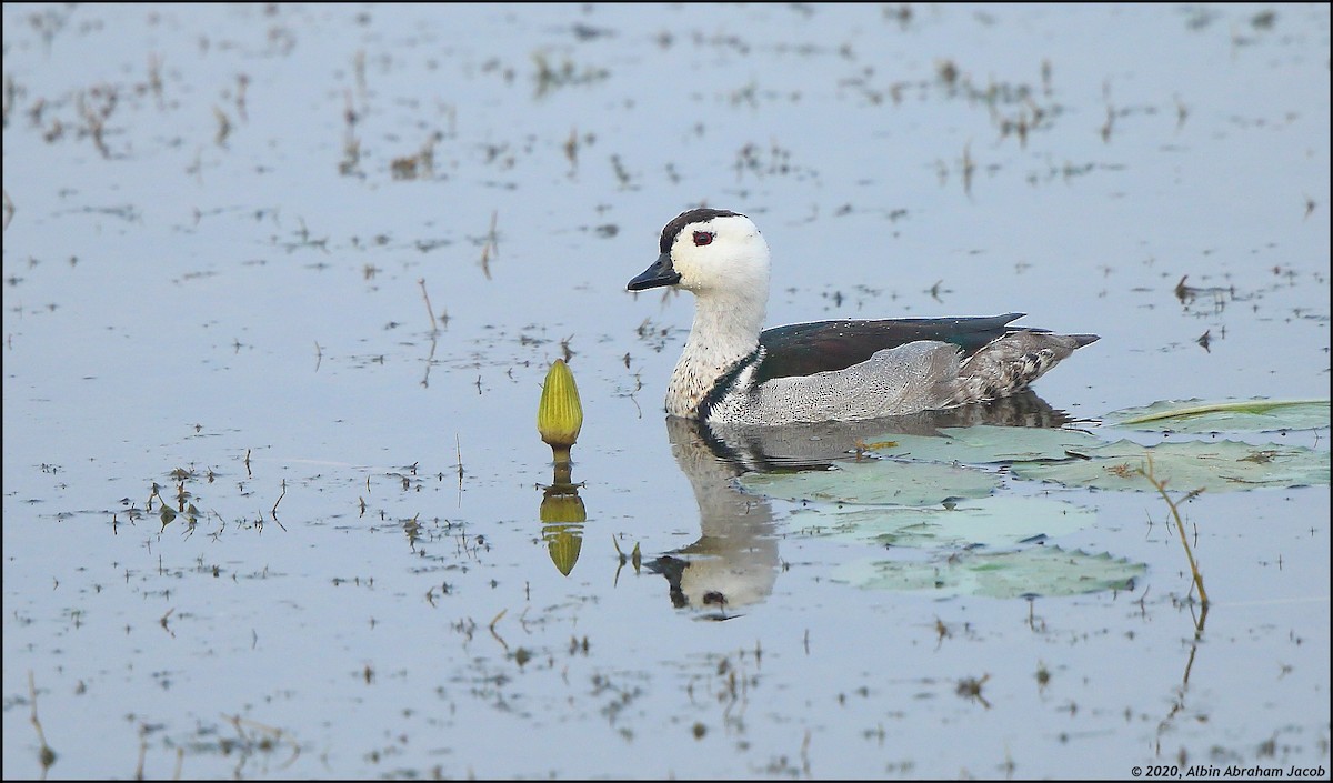 Cotton Pygmy-Goose - Albin Jacob