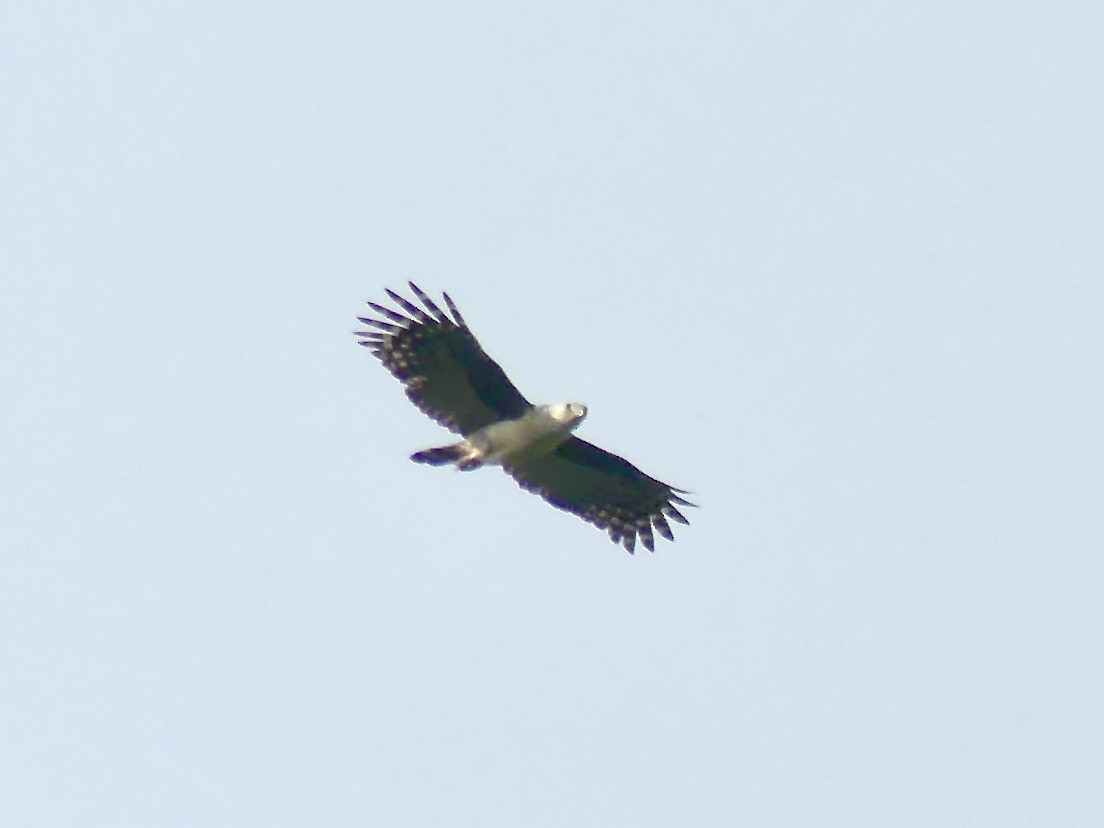 Gray-headed Kite - ML207879031