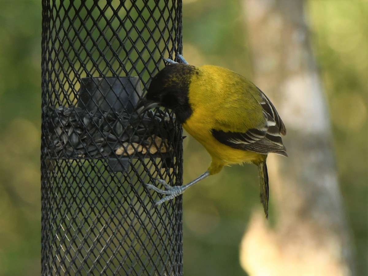 Audubon's Oriole - Aija Konrad