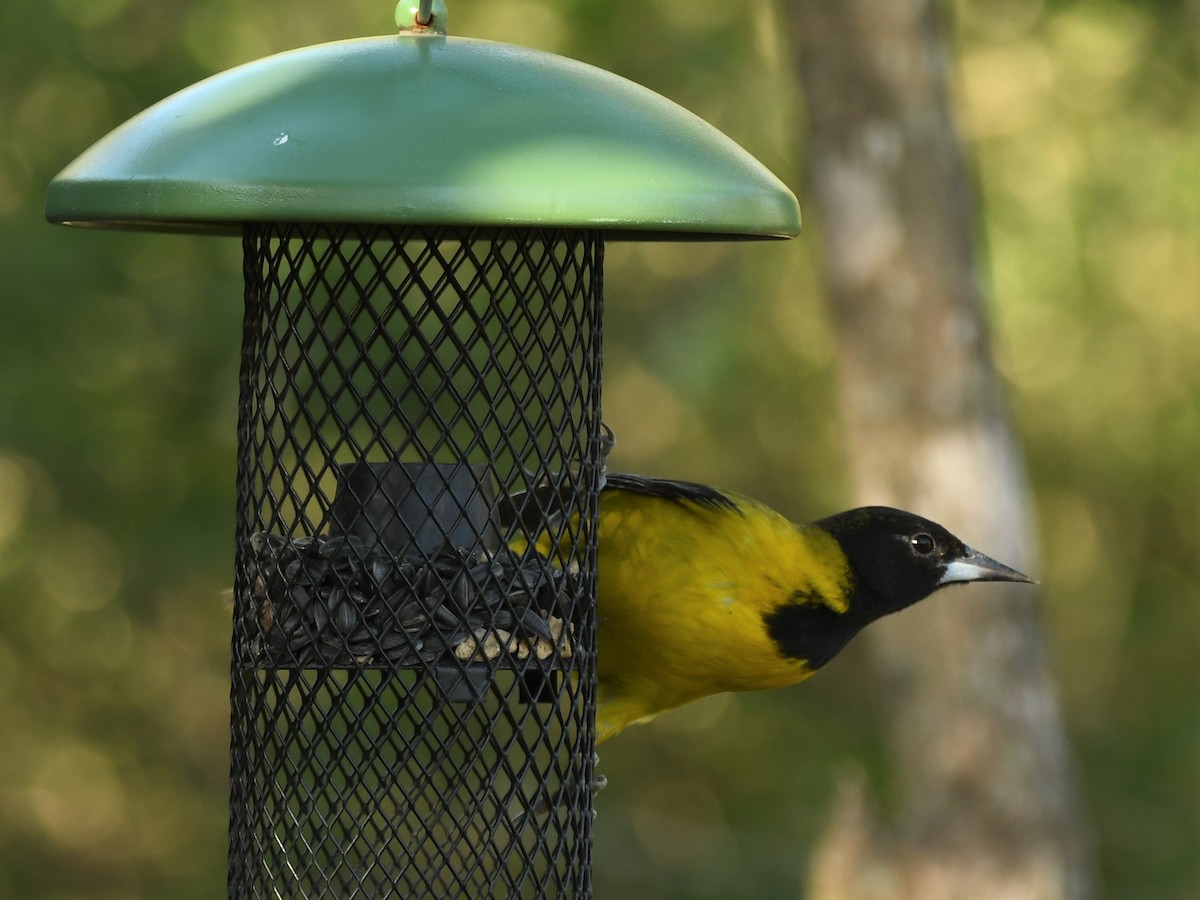 Audubon's Oriole - ML207879141