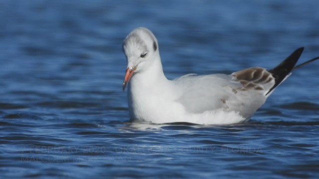 Mouette rieuse - ML207879261
