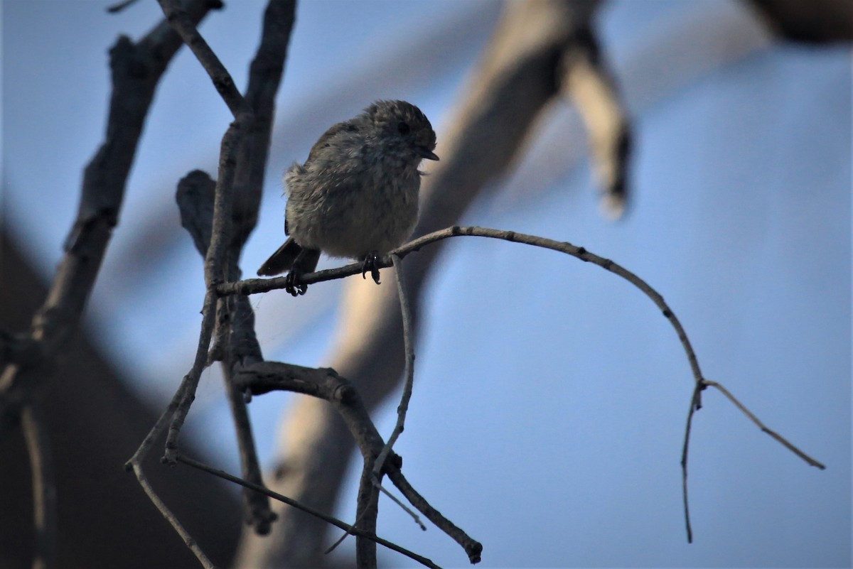 Tasmanian Thornbill - ML207879831