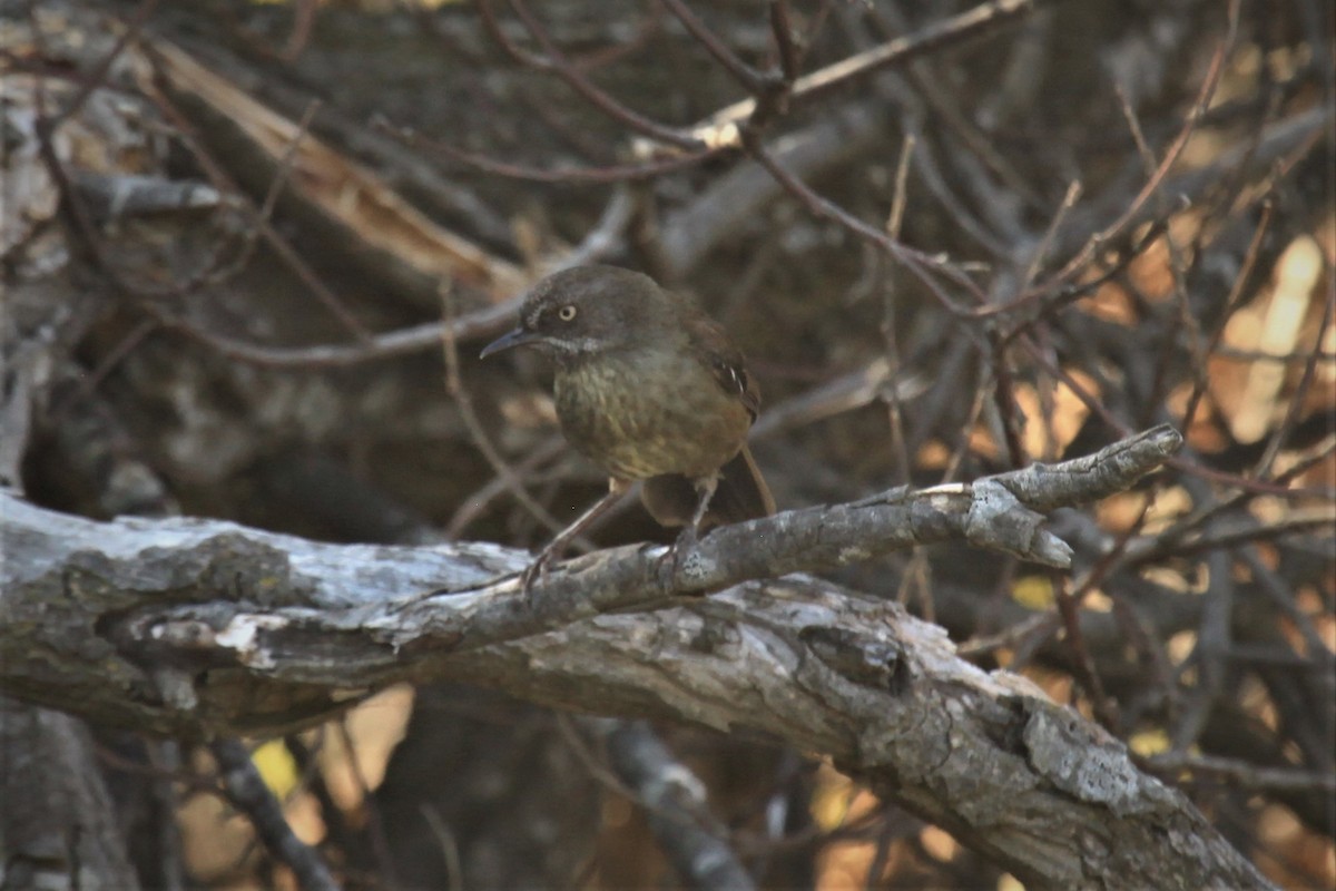 Tasmanian Scrubwren - ML207879861